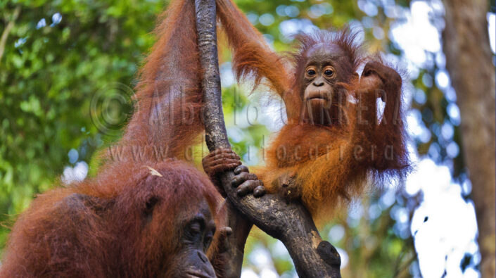 Animal; ape; Biology; Borneo; Fauna; great apes; hominidae; Indonesia; Kalimantan; klotok; leakey; Monkey; Nature; Orangutan; ponginae; Pongo pygmaeus; Primate; rainforest; Reserve; safari; Sekonyer; Tanjung Puting; National Park; tropical forest; Wild; Wildlife; Endangered species; Birute Galdikas; Animal Behaviour; wildlife conservation; wildlife observation; Animals In The Wild; biology; zoology; biodiversity; ecosystem; environment; portrait; ecology; The Nature Conservancy; Environmental Conservation; Natural Parkland; Protection; Eco Tourism; Ecotourism; no people; beauty; cute; beauty in nature; Outdoors; Wildland; One animal; Vertebrate