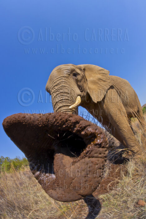 Elephant; Trunk; Tusk; Horn; Ivory; Loxodonta; Nose; Proboscidea; Snorkel; Vertebrate; Wildlife; Nature; Animal; Fauna; Biodiversity; Living Organism; Biosphere; Biology; Zoology; Ecosystem; Ecology; Eco-Tourism; Ecotourism; Wild; Animal Themes; Animal Wildlife; Wild Animal; Animal Behaviour; Animals In The Wild; Environmental Conservation; Nature Conservancy; Environment; Habitat; Wildland; Natural Parkland; Outdoors; Beauty in Nature; Cute; Portrait; Wildlife Reserve; Nature Reserve; Reserve; Conservation Area; Natural Park; Safari; Safari Animals; Endangered Species; South Africa; Africa; Alberto Carrera