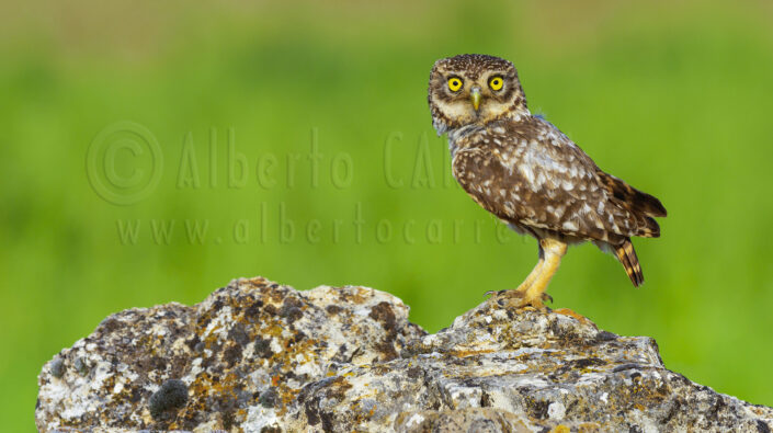 Little Owl; Athene noctua; Owl; Eye; Look; Bird of Prey; Predator; Hunter; Carnivore; Mediterranean; Forest; Castile Leon; Spain; Europe; Bird; Birdwatching; Ornithology; Beak; Animal Wing; Birdlife; Plumage; Feather; Wings; Claws; Wildlife; Nature; Animal; Fauna; Biodiversity; Living Organism; Biosphere; Biology; Zoology; Ecosystem; Ecology; Eco Tourism; Ecotourism; Wild; Animal Themes; Animal Wildlife; Wild Animal; Animal Behaviour; Animals In The Wild; Animal Colour; The Nature Conservancy; Environmental Conservation; Wildlife Observation; Wildlife Conservation; Nature protection; Environment