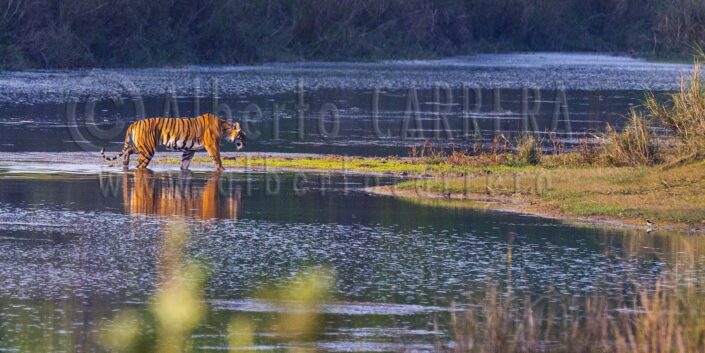 Tiger; Bengal Tiger; Panthera tigris tigris; Feline; Predator; Hunter; Endangered Species; Carnivorous; Dangerous; Bardia; Bardiya; Nepal; Wildlife; Nature; Animal; Fauna; Biodiversity; Biosphere; Biology; Zoology; Ecosystem; Ecology; Eco Tourism; Ecotourism; Wild; Animal Themes; Animal Wildlife; Wild Animal; Animal Behaviour; Animals In The Wild; Environmental Conservation; Wildlife Observation; Wildlife Conservation; Nature Conservancy; Environment; Habitat; Wildland; Natural Parkland; Beauty in Nature; Beauty; Cute; Portrait; Wildlife Reserve; Nature Reserve; Natural Parkland; Reserve; Conservation Area; Natural Park; National Park; Safari; Safari Animals