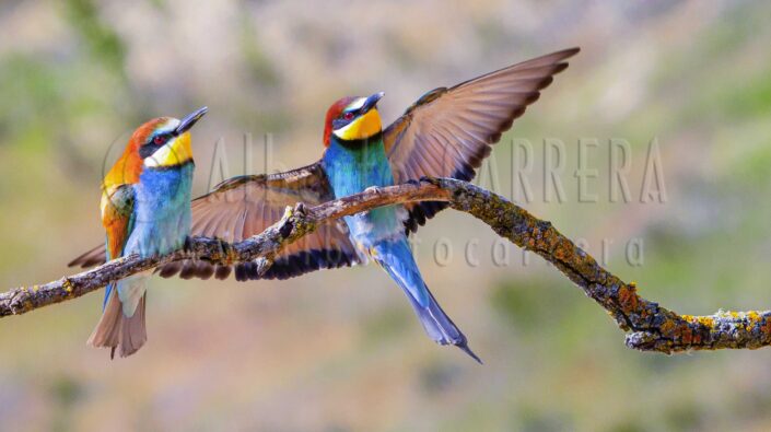 Bee-eater; Merops apiaster; Mediterranean; Forest; Castile and Leon; Spain; Europe; Bird; Birdwatching; Ornithology; Beak; Animal Wing; Birdlife; Plumage; Feather; Wings; Wildlife; Nature; Animal; Fauna; Biodiversity; Living Organism; Biosphere; Biology; Zoology; Ecosystem; Ecology; Eco Tourism; Ecotourism; Wild; Animal Themes; Animal Wildlife; Wild Animal; Animal Behaviour; Animals In The Wild; Animal Colour; The Nature Conservancy; Environmental Conservation; Wildlife Observation; Wildlife Conservation; Nature Conservancy; Nature protection; Environment; Habitat; Natural Parkland; Beauty in Nature; Cute; Portrait
