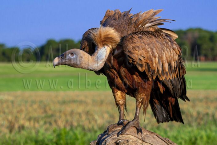 Eurasian Griffon Vulture; Gyps fulvus; Vulture; Agricultural Fields; Bird of Prey; Predator; Scavenger; Hunter; Carnivore; Mediterranean; Castile Leon; Spain; Europe; Bird; Birdwatching; Ornithology; Beak; Animal Wing; Birdlife; Plumage; Feather; Wings; Claws; Wildlife; Nature; Animal; Fauna; Biodiversity; Living Organism; Biosphere; Biology; Zoology; Ecosystem; Ecology; Eco Tourism; Ecotourism; Wild; Animal Themes; Animal Wildlife; Wild Animal; Animal Behaviour; Animals In The Wild; Animal Colour; The Nature Conservancy; Environmental Conservation; Wildlife Observation; Wildlife Conservation; Nature Conservancy; Nature protection; Environment