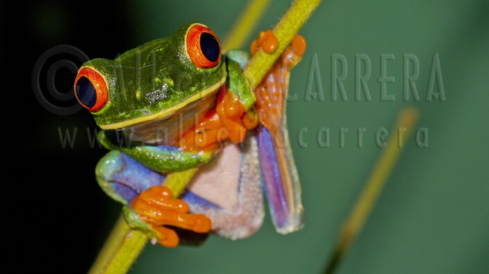 Red-eyed Tree Frog; Agalychnis callidryas; Tropical Rainforest; Corcovado; National Park; Osa Conservation Area; Osa Peninsula; Costa Rica; Amphibian; Dinosaur; Hunter; Predator; Wildlife; Nature; Animal; Fauna; Biodiversity; Living Organism; Biosphere; Biology; Zoology; Ecosystem; Ecology; Eco Tourism; Ecotourism; Wild; Animal Themes; Animal Wildlife; Wild Animal; Animal Behaviour; Animals In The Wild; Animal Colour; The Nature Conservancy; Environmental Conservation; Wildlife Observation; Wildlife Conservation; Nature Conservancy; Nature protection; Environment; Habitat; Wildland; Beauty in Nature; Cute; Portrait; Forest; Rainforest; Jungle; Tropical; Endangered Species