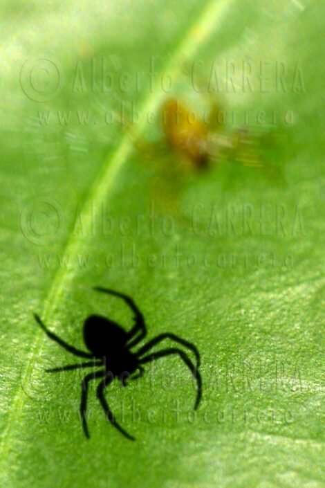 Spider; Arachnid; Silhouette Shade; Napo; Amazonia; Ecuador; Invertebrate; Arthropod; Entomology; Critter; Bug; Antenna; close up; Wildlife; Nature; Animal; Fauna; Biodiversity; Living Organism; Biosphere; Biology; Zoology; Ecosystem; Ecology; Eco Tourism; Ecotourism; Wild; Animal Themes; Animal Wildlife; Wild Animal; Animal Behaviour; Animals In The Wild; Animal Colour; The Nature Conservancy; Environmental Conservation; Wildlife Observation; Wildlife Conservation; Nature Conservancy; Nature protection; Environment; Habitat; Wildland; Natural Parkland; Beauty in Nature; Cute; Portrait; Forest; Rainforest; Jungle; Tropical