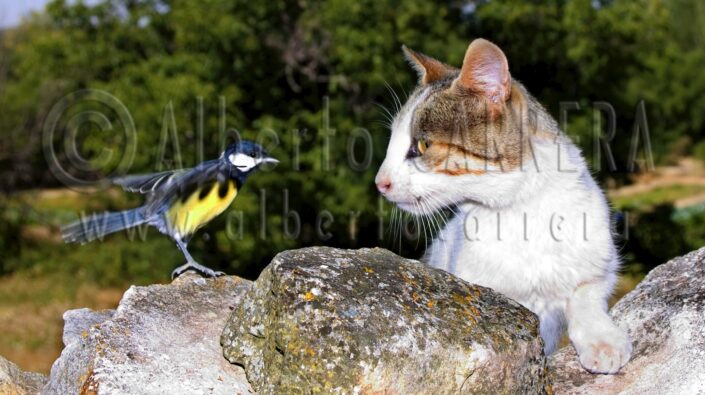 Face to Face; Hunting; Hunt; Confronted; Strong; Confrontation; Wild Cat; Cat; Great Tit; Parus major; Tit; Mediterranean; Forest; Castile and Leon; Spain; Europe; Bird; Birdwatching; Ornithology; Beak; Animal Wing; Birdlife; Plumage; Feather; Wings; Wildlife; Nature; Animal; Fauna; Biodiversity; Living Organism; Biosphere; Biology; Zoology; Ecosystem; Ecology; Eco Tourism; Ecotourism; Wild; Animal Themes; Animal Wildlife; Wild Animal; Animal Behaviour; Animals In The Wild; Animal Colour; Habitat; Natural Parkland; Beauty in Nature; Cute; Portrait