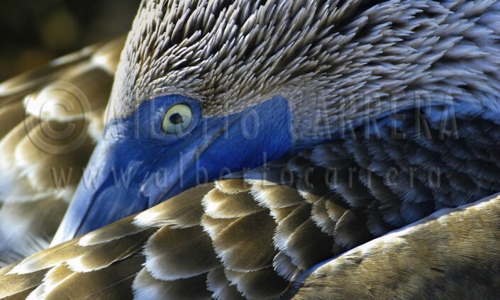 Booby; Sula nebouxii; Galapagos; UNESCO; World Heritage Site; Ecuador; Bird; Birdwatching; Ornithology; Beak; Animal Wing; Birdlife; Plumage; Feather; Wings; Wildlife; Nature; Animal; Fauna; Biodiversity; Living Organism; Biosphere; Biology; Zoology; Ecosystem; Ecology; Eco Tourism; Ecotourism; Wild; Animal Themes; Animal Wildlife; Wild Animal; Animal Behaviour; Animals In The Wild; The Nature Conservancy; Environmental Conservation; Wildlife conservation; Nature Conservancy; Environment; Habitat; Wildland; Natural Parkland; National Wildlife Reserve; Wildlife Reserve; Nature Reserve; Conservation Area; Natural Park; National Park