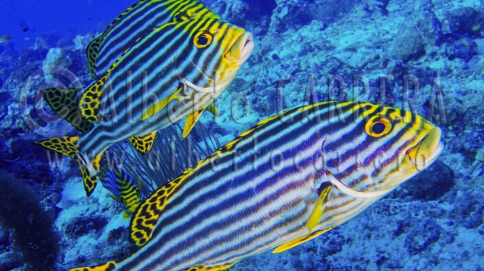 Striped Oriental; Sweetlips; Plectorhinchus orientalis; North Ari; Atoll; Fin; Fish; Fusiform; Maldives; Sea Life; Undersea; Underwater; Submarine; Diving; Diving Into Water; Scuba Diving; Aquatic Organism; Sea; Ocean; Deep; Reef; Coral Reef; Wildlife; Nature; Animal; Fauna; Biodiversity; Living Organism; Biosphere; Biology; Zoology; Ecosystem; Ecology; Eco Tourism; Ecotourism; Wild; Animal Themes; Animal Wildlife; Wild Animal; Animal Behaviour; Animals In The Wild; Animal Colour; Wildlife Observation; Environmental Conservation; Environment; Habitat; Portrait; Cute