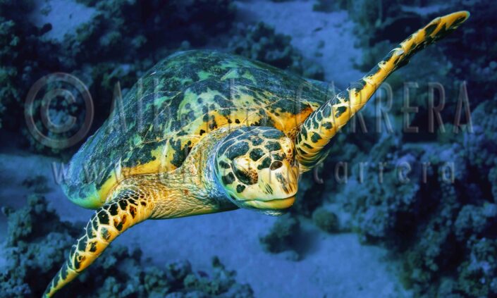 Green; Turtle; Chelonia mydas; Reptile; Sea Life; Undersea; Underwater; Submarine; Diving; Diving Into Water; Scuba Diving; Aquatic Organism; Sea; Ocean; Deep; Reef; Coral Reef; Wildlife; Nature; Animal; Fauna; Biodiversity; Living Organism; Biosphere; Biology; Zoology; Ecosystem; Ecology; Eco Tourism; Ecotourism; Wild; Animal Themes; Animal Wildlife; Wild Animal; Animal Behaviour; Animals In The Wild; Animal Colour; Wildlife Observation; Wildlife Conservation; Environmental Conservation; Environment; Habitat; Beauty in Nature; Cute; Portrait; Red Sea; Egypt