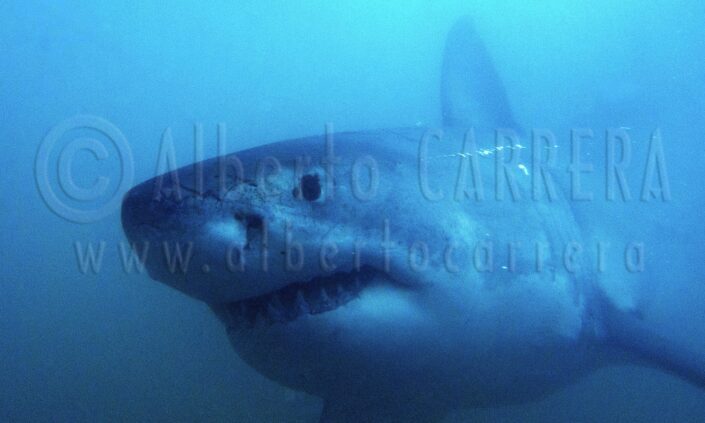 White Shark; Shark; Great White Shark; Giant Shark; Fish; Teeth; Bite; Hunter; Predator; Mouth; Danger; Sea Life; Animals Hunting; Aggression; Carcharodon carcharias; Gansbaai; Western Cape; South Africa; Wildlife; Nature; Animal; Fauna; Biodiversity; Living Organism; Biosphere; Biology; Zoology; Ecosystem; Ecology; Eco Tourism; Ecotourism; Wild; Animal Themes; Animal Wildlife; Wild Animal; Animal Behaviour; Animals In The Wild; Animal Colour; The Nature Conservancy; Environmental Conservation; Wildlife Observation; Wildlife Conservation; Nature Conservancy; Environment; Habitat; Wildland; Beauty in Nature; Beauty; Cute; Portrait