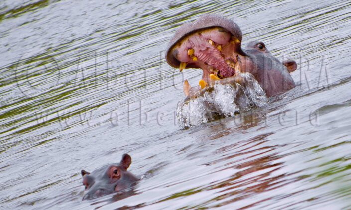 Hippo; Hippopotamus amphibius; Kruger; South Africa; Wildlife; Nature; Animal; Fauna; Biodiversity; Living Organism; Biosphere; Biology; Zoology; Ecosystem; Ecology; Eco Tourism; Ecotourism; Wild; Animal Themes; Animal Wildlife; Wild Animal; Animal Behaviour; Animals In The Wild; The Nature Conservancy; Environmental Conservation; Wildlife Observation; Wildlife Conservation; Nature Conservancy; Nature protection; Environment; Habitat; Wildland; Natural Parkland; Outdoors; Beauty in Nature; no people; Beauty; Cute; Life; Portrait; Wildlife Reserve; Nature Reserve; Natural Parkland; Reserve; Conservation Area; Natural Park; National Park; Safari; Safari Animals; Endangered Species