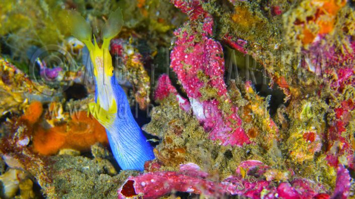 Ribbon Eel; Rhinomuraena quaesita; Moray; Teeth; Eel; Predator; Hunter; Carnivore; Lembeh; Sulawesi; Indonesia; Fin; Fish; Fusiform; Sea Life; Undersea; Underwater; Submarine; Diving; Diving Into Water; Scuba Diving; Aquatic Organism; Sea; Ocean; Deep; Reef; Coral Reef; Wildlife; Nature; Animal; Fauna; Biodiversity; Living Organism; Biosphere; Biology; Zoology; Ecosystem; Ecology; Eco Tourism; Ecotourism; Wild; Animal Themes; Animal Wildlife; Wild Animal; Animal Behaviour; Animals In The Wild; Animal Colour; Environment; Habitat; Portrait