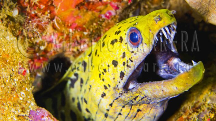 Spot-face Moray; Gymnothorax fimbriatus; Moray; Teeth; Eel; Predator; Hunter; Carnivore; Lembeh; Sulawesi; Indonesia; Fin; Fish; Fusiform; Sea Life; Undersea; Underwater; Submarine; Diving; Diving Into Water; Scuba Diving; Aquatic Organism; Sea; Ocean; Deep; Reef; Coral Reef; Wildlife; Nature; Animal; Fauna; Biodiversity; Living Organism; Biosphere; Biology; Zoology; Ecosystem; Ecology; Eco Tourism; Ecotourism; Wild; Animal Themes; Animal Wildlife; Wild Animal; Animal Behaviour; Animals In The Wild; Animal Colour; Environment; Habitat; Portrait