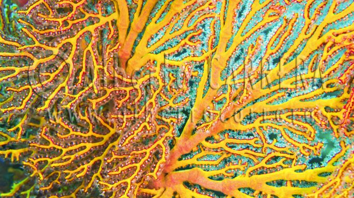 Sea Fan; Sea Whip; Gorgonian; Gorgonacea; Whip Coral; Alcyonacea; Colony; Coral; Coral Reef; Invertebrate; Polyp; Reef; Cnidarian; Colonialism; Colony - Group of Animals; Coral - Cnidarian; Coral Coloured; Coral Bleaching; Nematocyst; Polyp Corals; Sea Life; Undersea; Underwater; Submarine; Aquatic Organism; Sea; Ocean; Wildlife; Nature; Animal; Fauna; Biodiversity; Living Organism; Biosphere; Biology; Zoology; Ecosystem; Ecology; Eco Tourism; Ecotourism; Wild; Wild Animal; Animal Colour; Environment; Habitat; Colorful; Lembeh; North Sulawesi; Sulawesi; Indonesia