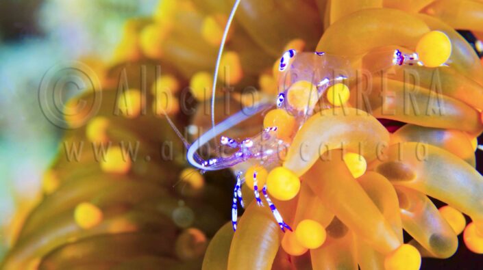 Commensal; Shrimp; Bubble; Coral Shrimp; Sravasti; Anemone Shrimp; Ancylomenes sarasvati; Periclimenes sarasvati; Arthropod; Crustacean; Decapod; Invertebrate; Lembeh; Sulawesi; Indonesia; Sea Life; Undersea; Underwater; Submarine; Diving; Diving Into Water; Scuba Diving; Aquatic Organism; Sea; Ocean; Deep; Reef; Coral Reef; Wildlife; Nature; Animal; Fauna; Biodiversity; Living Organism; Biosphere; Biology; Zoology; Ecosystem; Ecology; Eco-Tourism; Ecotourism; Wild; Animal Themes; Animal Wildlife; Wild Animal; Animal Behaviour; Animals In The Wild; Animal Colour; Wildlife Conservation; Environmental Conservation; Environment; Habitat; Beauty in Nature; Beauty; Cute; Portrait