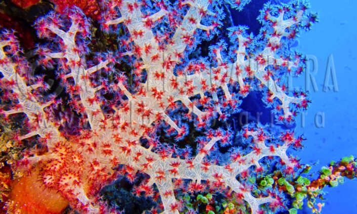 Coral Trees; Soft Coral; Reef Building Corals; National Marine Park; Bunaken; Sulawesi; Indonesia; Coral; Coral Reef; Invertebrate; Polyp; Reef; Cnidarian; Colonialism; Colony - Group of Animals; Coral - Cnidarian; Coral Coloured; Coral Bleaching; Nematocyst; Polyp Corals; Sea Life; Undersea; Underwater; Submarine; Aquatic Organism; Sea; Ocean; Wildlife; Nature; Animal; Fauna; Biodiversity; Living Organism; Biosphere; Biology; Zoology; Ecosystem; Ecology; Eco-Tourism; Ecotourism; Wild; Animal Wildlife; Wild Animal; Animal Behaviour; Animals In The Wild; Environment; Environmental Conservation; National Wildlife Reserve; Conservation Area; National Park