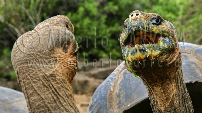 Galapagos; Galapagos Islands; Darwin; UNESCO; World Heritage Site; Wildlife; Nature; Animal; Fauna; Biodiversity; Living Organism; Biosphere; Biology; Zoology; Ecosystem; Ecology; Eco-Tourism; Ecotourism; Wild; Animal Themes; Animal Wildlife; Wild Animal; Animal Behaviour; Animals In The Wild; Animal Colour; The Nature Conservancy; Environmental Conservation; Nature protection; Beauty in Nature; Beauty; Cute; Portrait; National Park; National Wildlife Reserve; Wildlife Reserve; Nature Reserve; Conservation Area; Natural Park; Natural Parkland; Wildland; Travel destinations; Pacific Ocean; Ecuador