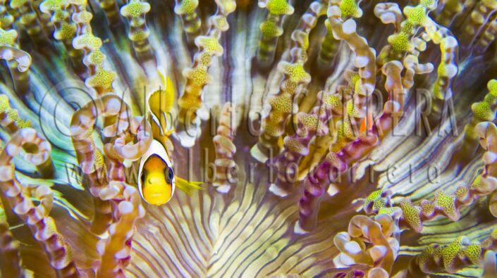 Clark Anemonefish; Clarkii; Amphirion clarkii; Polimas Kuning; Clownfish; Anemonefish; Damselfish; Lembeh; North Sulawesi; Indonesia; Fin; Fish; Sea Life; Undersea; Underwater; Submarine; Diving; Diving Into Water; Scuba Diving; Aquatic Organism; Sea; Ocean; Deep; Reef; Coral Reef; Wildlife; Nature; Animal; Fauna; Biodiversity; Living Organism; Biosphere; Biology; Zoology; Ecosystem; Ecology; Eco Tourism; Ecotourism; Wild; Animal Themes; Animal Wildlife; Wild Animal; Animal Behaviour; Animals In The Wild; Animal Colour; Environment; Habitat; Beauty in Nature; Cute; Portrait