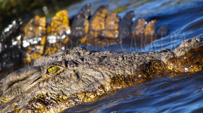 Nile Crocodile; Crocodile; Crocodylus niloticus; Chobe; River; Botswana; Africa; Lizard; Reptile; Sauria; Dinosaur; Hunter; Predator; Carnivore; Wildlife; Nature; Animal; Fauna; Biodiversity; Living Organism; Biosphere; Biology; Zoology; Ecosystem; Ecology; Eco Tourism; Ecotourism; Wild; Animal Themes; Animal Wildlife; Wild Animal; Animal Behaviour; Animals In The Wild; Animal Colour; The Nature Conservancy; Environmental Conservation; Wildlife Observation; Wildlife Conservation; Nature Conservancy; Nature protection; Environment; Habitat; Wildland; Natural Parkland; Outdoors; Beauty in Nature; Cute; Life; Portrait; Endangered Species