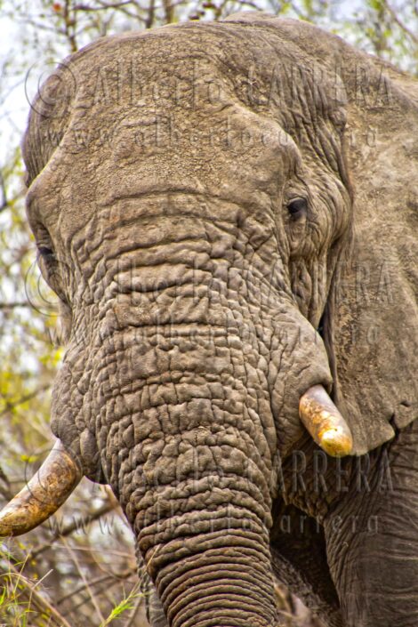 Elephant; Trunk; Tusk; Horn; Ivory; Loxodonta; Nose; Proboscidea; Snorkel; Vertebrate; Wildlife; Nature; Animal; Fauna; Biodiversity; Living Organism; Biosphere; Biology; Zoology; Ecosystem; Ecology; Eco-Tourism; Ecotourism; Wild; Animal Themes; Animal Wildlife; Wild Animal; Animal Behaviour; Animals In The Wild; Environmental Conservation; Nature Conservancy; Environment; Habitat; Wildland; Natural Parkland; Outdoors; Beauty in Nature; Cute; Portrait; Wildlife Reserve; Nature Reserve; Reserve; Conservation Area; Natural Park; National Park; Safari; Safari Animals; Endangered Species; Kruger; South Africa