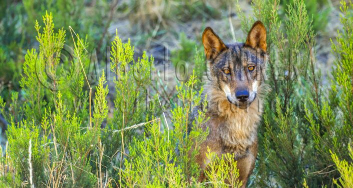 Iberian; Wolf; Canis lupus; signatus; Zamora; Castile Leon; Spain; Carnivore; Hunter; Predator; Endagered Species; Vertebrate; Animal; Wildlife; Wild; Nature; Fauna; Biodiversity; Wild animal; Animal Behaviour; wildlife conservation; wildlife observation; Animals In The Wild; biology; zoology; biodiversity; ecosystem; environment; portrait; ecology; Nature Conservancy; Environmental Conservation; Natural Parkland; Eco Tourism; Ecotourism; no people; beauty; cute; beauty in nature; Animal Wildlife; Animal Stage; Animal Welfare; Biosphere; Habitat; Conservation; Observation; Animal Themes; Nature Conservancy; Nature protection